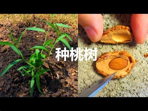 桃子籽種植|【桃子籽種植】從桃子籽到盆栽水蜜桃樹：簡單幾步，輕鬆種出你。